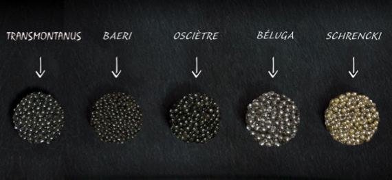 Quelques espèces d'esturgeons, qui sont autant de variétés de caviar. Chaque région de production à ses spécialités.